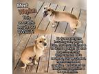 Adopt Waylon a Tan/Yellow/Fawn Chiweenie / Mixed dog in Dallas, TX (41567333)