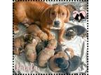 Adopt Darla a Red/Golden/Orange/Chestnut Basset Hound / Mixed dog in Gilbert