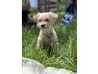 Adopt Molly a Tan/Yellow/Fawn - with White Morkie / Mixed dog in San Francisco