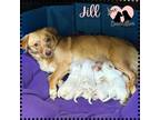 Adopt Jill a Red/Golden/Orange/Chestnut Cairn Terrier / Mixed dog in Gilbert