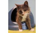 Adopt Georgie a Tortoiseshell Domestic Longhair (long coat) cat in Washburn