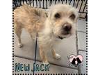 Adopt New Jack a White Cairn Terrier / Mixed dog in Gilbert, AZ (41567324)