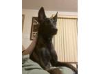 Adopt Desna a Black - with Tan, Yellow or Fawn Belgian Malinois / Mixed dog in