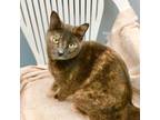 Adopt Libby a Domestic Shorthair / Mixed cat in St. Johnsbury, VT (41567208)