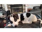 Adopt Mighty Moo (Beauty Ridge Girls 2) a White Beagle / Terrier (Unknown Type