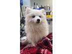 Adopt Kane a White American Eskimo Dog / Mixed dog in Roseburg, OR (41567229)