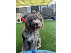 Adopt Lily a Tricolor (Tan/Brown & Black & White) Aussiedoodle / Mixed dog in