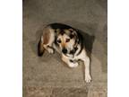 Adopt Remy a Black - with Tan, Yellow or Fawn German Shepherd Dog / Husky /