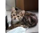 Adopt Thyme a Gray or Blue Domestic Shorthair / Mixed cat in Dallas