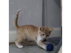 Adopt Garlic a Orange or Red Domestic Shorthair / Mixed cat in Dallas