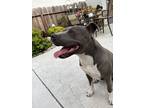 Adopt Chowder a Gray/Silver/Salt & Pepper - with White American Pit Bull Terrier