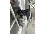 Adopt Pal a Black - with White Australian Cattle Dog / Mixed dog in Santa