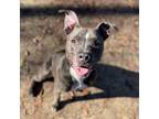 Adopt Vinny a Black American Pit Bull Terrier / Mixed Breed (Medium) / Mixed