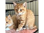 Adopt Ricky Martin a Domestic Shorthair / Mixed (short coat) cat in Aberdeen