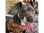 Adopt Treston a Pit Bull Terrier