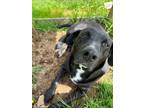 Adopt Dozer a Black Labrador Retriever / Mixed dog in Battle Ground