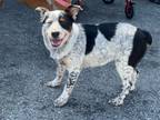 Adopt Bear a Cattle Dog / Mixed dog in Portland, OR (41567206)