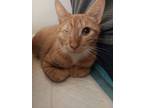 Adopt Zazu a Orange or Red Tabby Domestic Shorthair (short coat) cat in Colmar