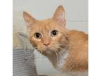 Adopt Cinci a Domestic Shorthair / Mixed (short coat) cat in Troy, OH (41567216)