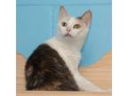 Adopt Celina a Domestic Shorthair / Mixed (short coat) cat in Troy