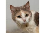 Adopt Athens a Domestic Shorthair / Mixed (short coat) cat in Troy