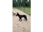 Adopt Cleo a Black German Shepherd Dog / Mixed dog in Beaufort, SC (41567186)