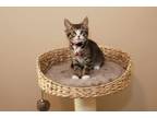Adopt Eggbert a Brown Tabby Domestic Shorthair (short coat) cat in Overland
