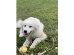 Adopt Lucy a White Great Pyrenees / Mixed dog in Southbury, CT (41567194)