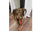 Adopt Maisel a Tan/Yellow/Fawn Border Terrier dog in Kelowna, BC (41567207)