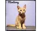 Adopt Monterey a Domestic Short Hair
