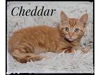 Adopt Cheddar a Domestic Short Hair