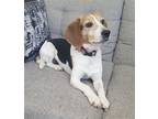 Adopt Ralph a Tricolor (Tan/Brown & Black & White) Beagle / Mixed dog in