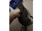 Adopt Auntumn a Gray or Blue Domestic Shorthair / Mixed (short coat) cat in