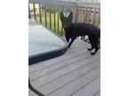 Adopt Lexi a Black German Shepherd Dog / Mixed dog in Delran, NJ (41567177)