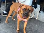 Adopt Missy a Black - with Brown, Red, Golden, Orange or Chestnut Boxer / Mixed