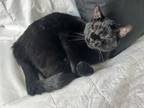 Adopt Freya a All Black American Shorthair / Mixed (short coat) cat in Jarrell
