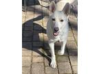 Adopt Star a White - with Tan, Yellow or Fawn German Shepherd Dog / Mixed dog in