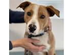 Adopt Rascal - (Medical) a Shepherd (Unknown Type) / Border Collie / Mixed dog