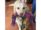Adopt Malibu a White Labrador Retriever / Mixed dog in San Diego, CA (41566653)