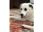 Adopt Harry HTX a White - with Black Great Pyrenees dog in Statewide