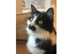 Adopt Kate a Black & White or Tuxedo Domestic Longhair / Mixed (long coat) cat