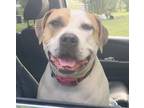 Adopt Roxy a White - with Brown or Chocolate American Pit Bull Terrier / Mixed