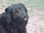 Adopt Luke a Black Great Pyrenees / Australian Shepherd / Mixed dog in
