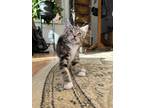 Adopt Doctor Who a Gray, Blue or Silver Tabby Domestic Shorthair cat in