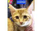 Adopt Copper F. a Orange or Red (Mostly) Domestic Shorthair cat in Buhl