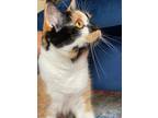 Adopt mimi a Black & White or Tuxedo Calico / Mixed (short coat) cat in Clayton