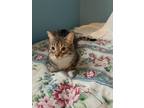 Adopt Mira a Gray, Blue or Silver Tabby Tabby (medium coat) cat in Westland
