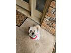 Adopt Pippin a Tan/Yellow/Fawn Lhasa Apso / Mixed dog in Rowlett, TX (41567039)