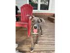 Adopt Jubilee a American Pit Bull Terrier / Mixed Breed (Medium) / Mixed dog in