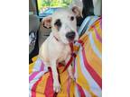 Adopt Phoebe a White - with Brown or Chocolate American Pit Bull Terrier / Great